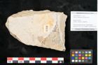 Foto (Objekt + Etikett) von Quercus palaeoilex Ettingshausen (NHMW-GEO-2024-0188-6373)